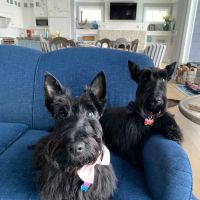 Chaska Vet Hospital ico