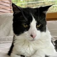 Victoria Veterinary Hospital ico