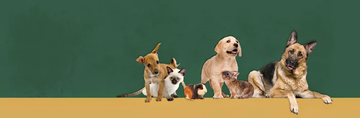Victoria Veterinary Hospital 7