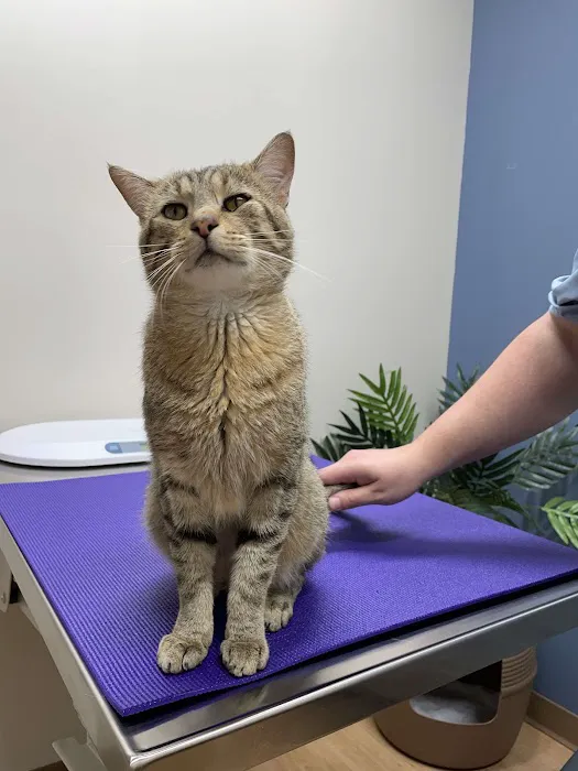 Healing Hands Veterinary Hospital 4