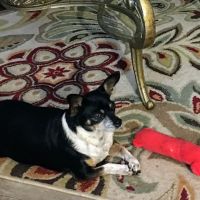 Healing Hands Veterinary Hospital ico