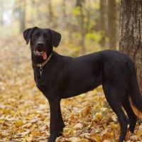 Westonka Animal Hospital ico