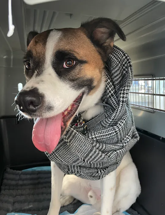 Oak Grove Animal Hospital 10