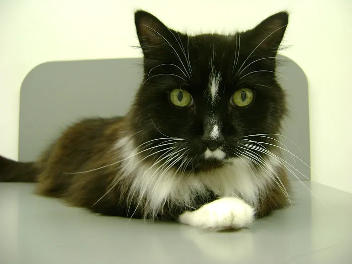 Oates Veterinary Clinic 8