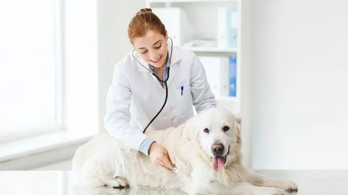 Arlington Veterinary Clinic 6