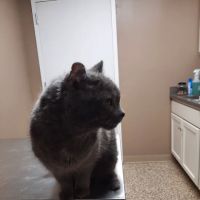 Arlington Veterinary Clinic ico
