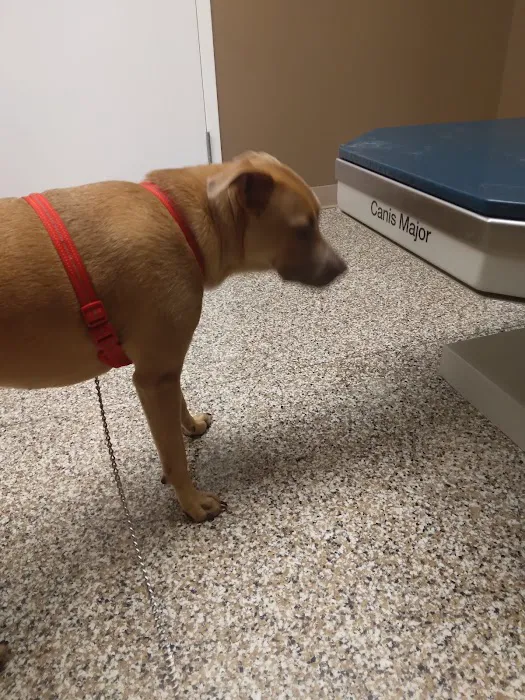 Arlington Veterinary Clinic 2