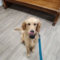 Diamond M Veterinary Clinic Inc ico