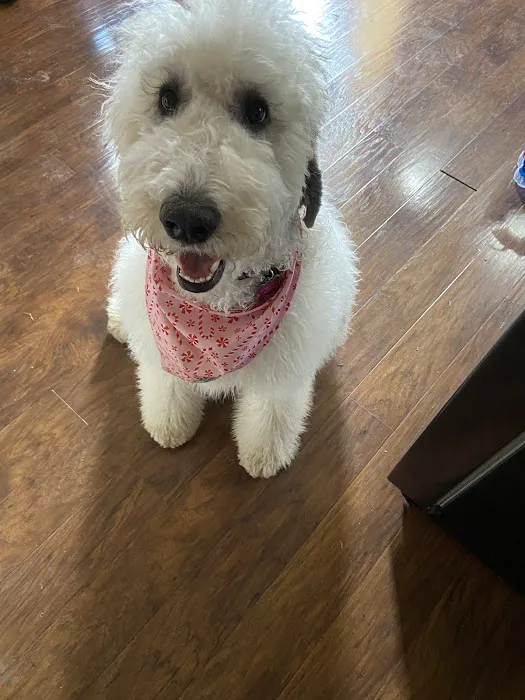 VCA Findlay Animal Care Center 9