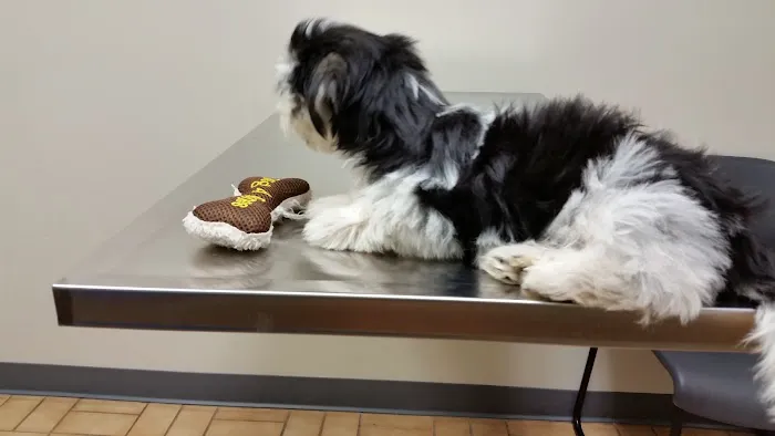 VCA Findlay Animal Care Center 1