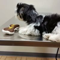 VCA Findlay Animal Care Center ico