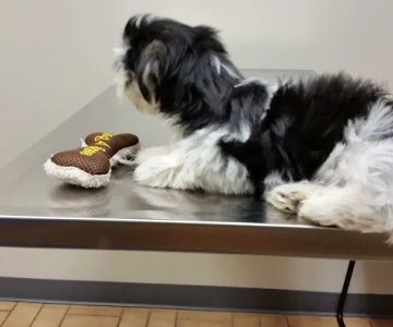 VCA Findlay Animal Care Center