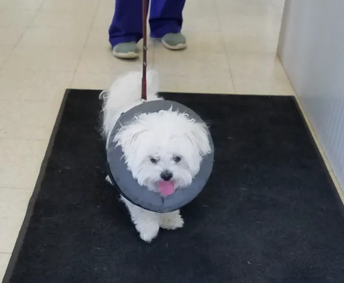 Oak Harbor Veterinary Hospital 9