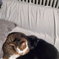 Oak Harbor Veterinary Hospital ico