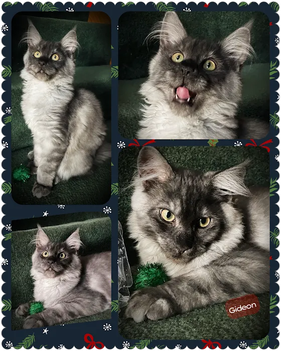 Oak Harbor Veterinary Hospital 10