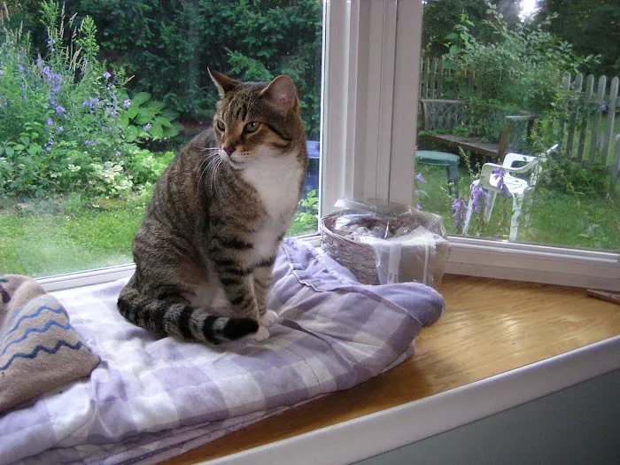 Brookeside Veterinary Hospital 6