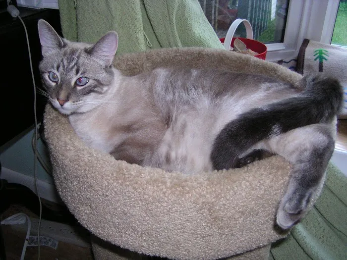 Brookeside Veterinary Hospital 7