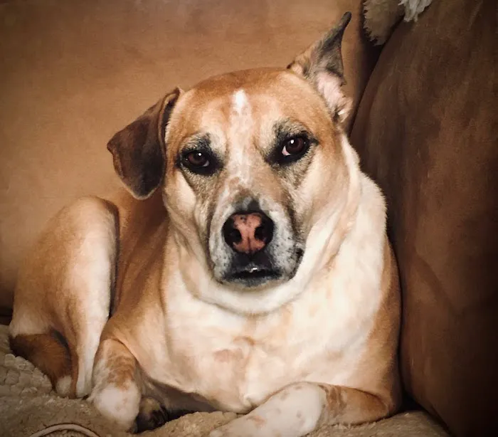 Arbor Hills Animal Clinic 9