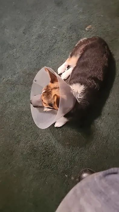 Dixboro Veterinary Dental 12