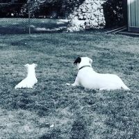 Lilley Veterinary Medical Center ico