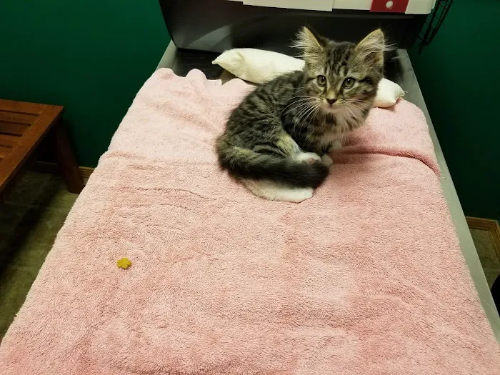 Alsager Animal Care Center 8