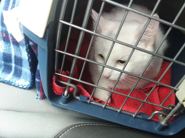 Alsager Animal Care Center 2