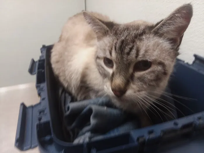 Alsager Animal Care Center 4