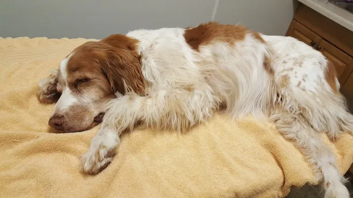 Alsager Animal Care Center 1