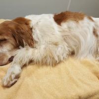 Alsager Animal Care Center ico