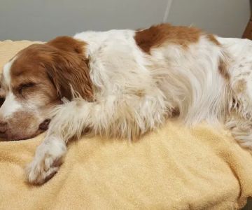 Alsager Animal Care Center