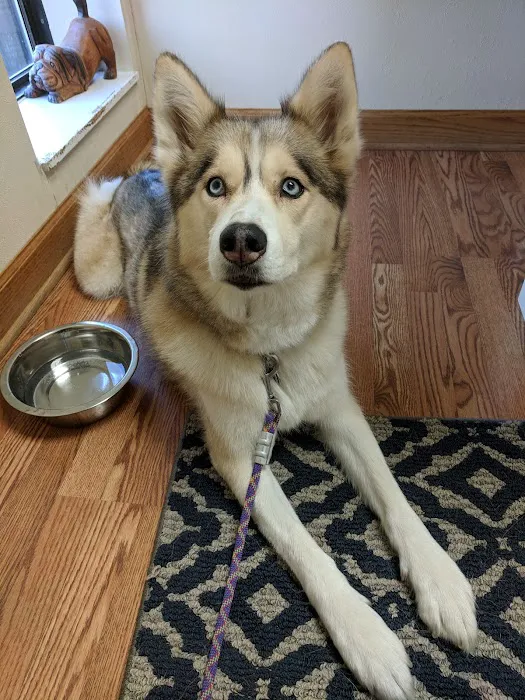Animal Cancer & Imaging Center 9