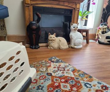 Animal Cancer & Imaging Center