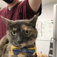 Colonial Veterinary Clinic ico