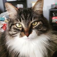 Veterinary Emergency Service West ico