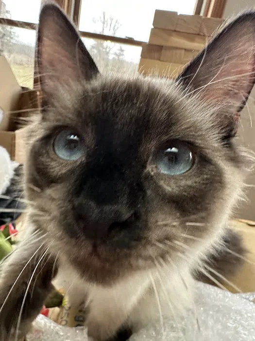 Plymouth Veterinary Hospital 4