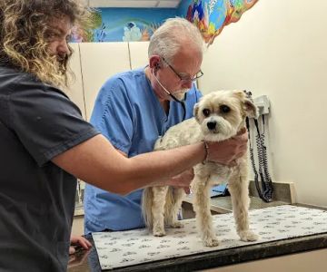 Roose Animal Hospital: Knight Karen L DVM