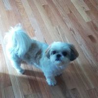 Roose Animal Hospital ico