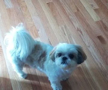 Roose Animal Hospital