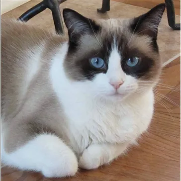 Protect Every Pet (PEP) 1