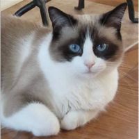Protect Every Pet (PEP) ico