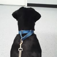 St James Veterinary Medical Center ico
