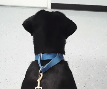 St James Veterinary Medical Center