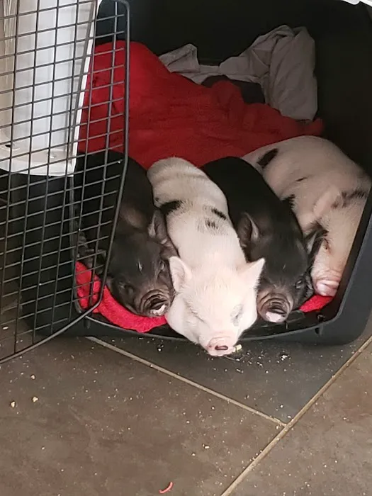 Rolla Animal Hospital 1
