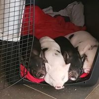 Rolla Animal Hospital ico