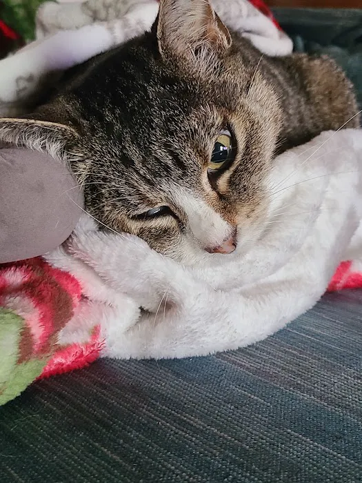 Rolla Animal Hospital 6