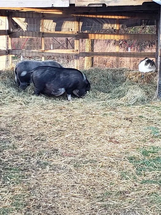 Rolla Animal Hospital 2