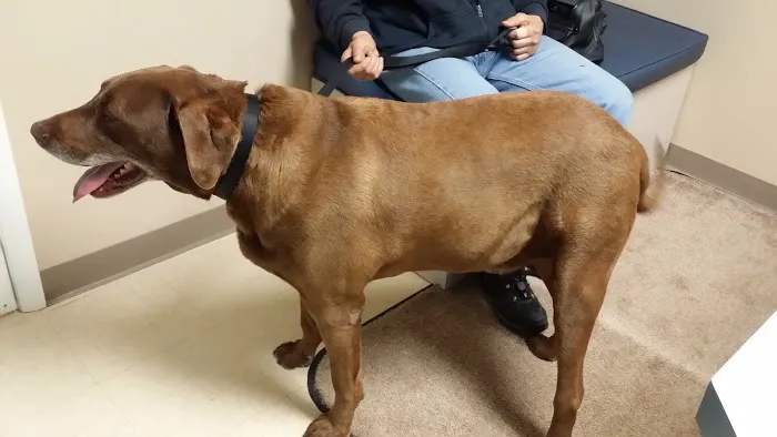 Animal Health Center of Rolla 1
