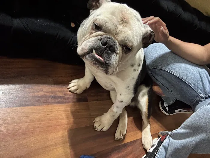 Animal Emergency Center 2