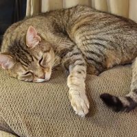 Animal Emergency Center ico