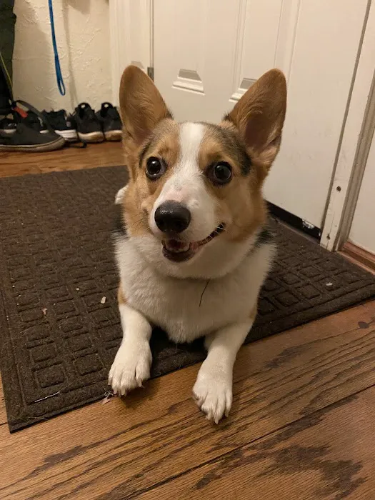 Animal Emergency Center 9